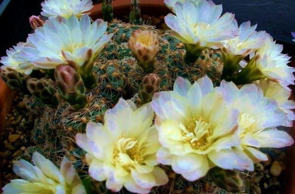 Gymnocalycium bruchii ssp. deminii - VG1176